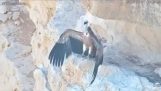 Un jeune vautour est sauvé grâce à un drone