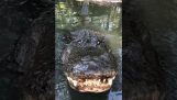 The roar of the alligator