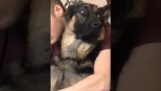 Ένας σκύλος φοβάται το κόψιμο των νυχιών του