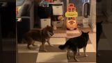 Две собаки играют в странную игру