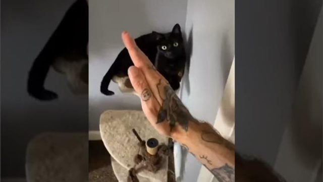 Le Maitre Chat De Kung Fu Videoman