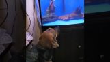 Hunden kjemper med en fisk