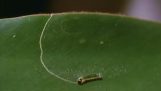 Caterpillar создает укрытие, чтобы спрятаться от хищников