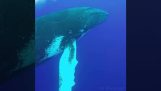 O balenă mai mare sare din apă