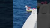 一個穿著充氣船的小女孩被海流沖走，並被渡船營救