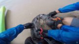 Hulp aan twee zeehonden die in een lijn verstrikt raakten