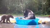 Bir ayı ve küçüğü havuzda oynuyor