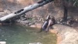 An otter doing stunts