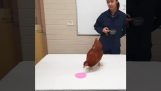 تدريب دجاجة