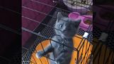A kitten escapes from cage