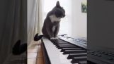 Piano tillsammans med en katt