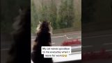 En kat hilser på sin chef, når den rejser på arbejde