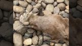 Otter speelt met een steen