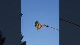 Een boomverzorger snijdt de top van een palmboom