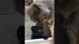 אמא של חתול מגנה על החתלתול שלה