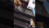 Dog separates two cats before they fight