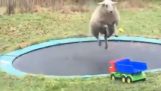 La pecora scopre un trampolino