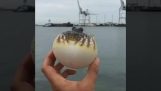 Um peixe-balão murcha