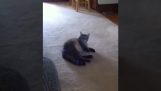 The cat hates the voice of the owner of