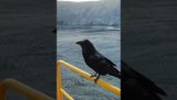 Un corvo sta aspettando i suoi biscotti