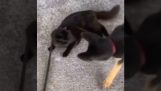 הכלב מנסה להיפטר מהחתול