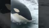 オルカクジラがスピードボートを追う