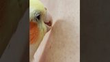 Parrot gör vaxning ett ben