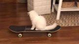 猫在滑板
