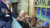 Resgate de um cachorro após uma enchente (México)