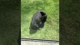 Gorilla observerar en skadad fågel