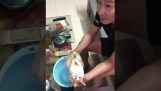 Demonstração para um banho de bebê, com a ajuda de um gato