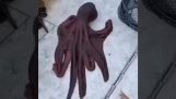 Blæksprutten undslap