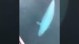 En hval returnerer den mistede mobiltelefon