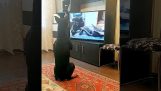 Perro haciendo programa de fitness frente al televisor.