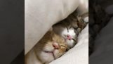 Battaniyenin altındaki kediler