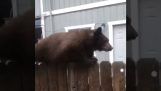 Ours marche sur une clôture