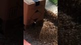 Μετακίνηση ενός σμήνους μελισσών