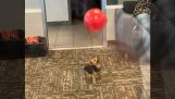 एक गुब्बारे के साथ खेलता हुआ पिल्ला