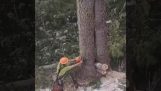 Surprise sur le tronc d'arbre