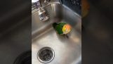 一只鹦鹉要洗个澡