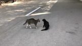 Deux chats dans un grand duel