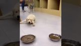 Extreem hongerige hond