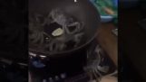 Um caranguejo escapa e fecha o forno