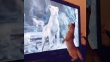 Un chaton a peur de voir un lion à la télé