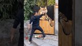 Surreal painting of a tiger on a fence