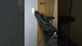 איך מלמדים כלב לכבות את האור;