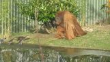 Nutrias contra orangután