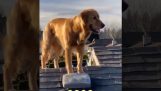 Hunden klättrar på ett tak med en stege
