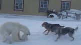 Мама полярного медведя защищает своих медвежат от собак