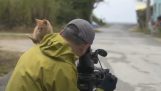 Kätzchen nähert sich einem Kameramann